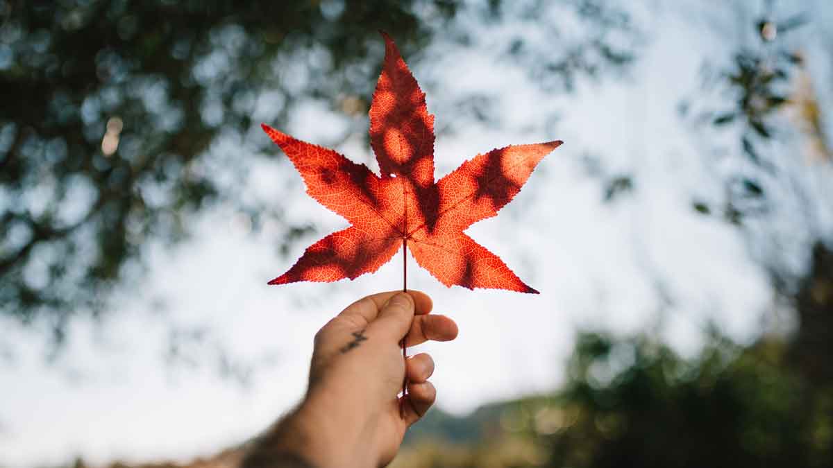 Proving your Canadian Citizenship in Simple Steps